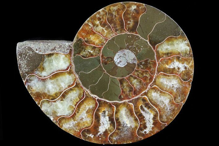 Agatized Ammonite Fossil (Half) - Madagascar #83789